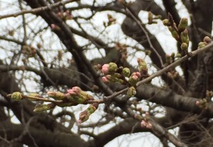 桜つぼみ_160321